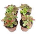 Tricolor Polka Dot Plant-4 Live Plants in 2 In. Growers Pots-Hypoestes Phyllostachya