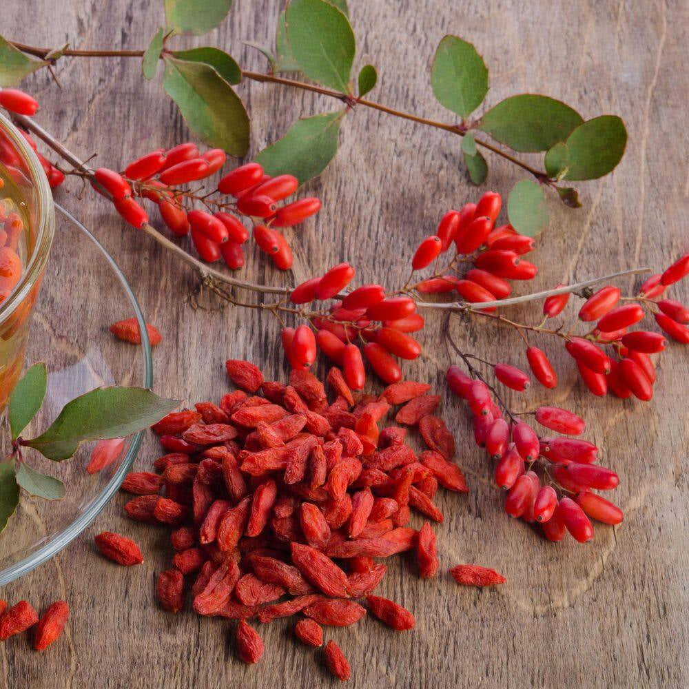 Goji Berry Plant 1 Gal., Growers Pot, Fruit Bearing Shrub