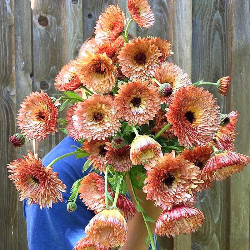 30 Seeds Double Apricot & Pinky Orange Calendula - Perennial