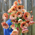 30 Seeds Double Apricot & Pinky Orange Calendula - Perennial