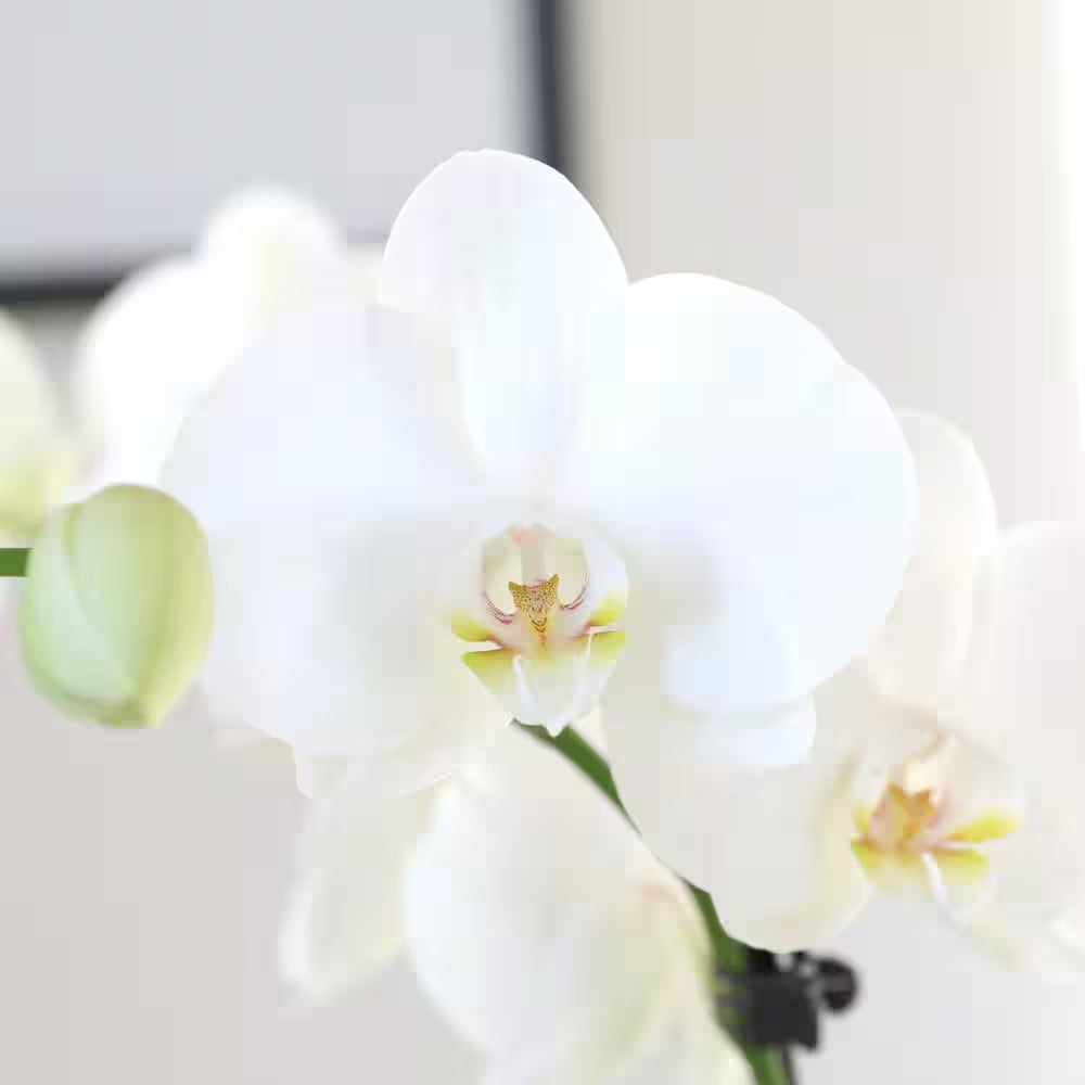 Premium Orchid (Phalaenopsis) White with Yellow Throat Plant in 5 In. White Ceramic Pottery
