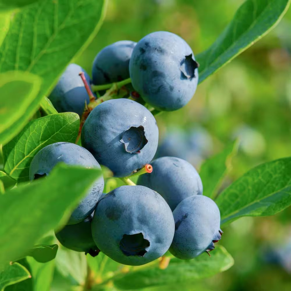2.5 Gal. Becki Blueberry Plant - Live Fruit-Bearing Rabbiteye Bush Variety