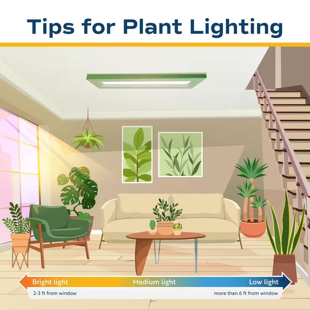 Fiddle Leaf Fig Indoor Plant in 10 In. Decor Planter, Avg. Shipping Height 2-3 Ft. Tall