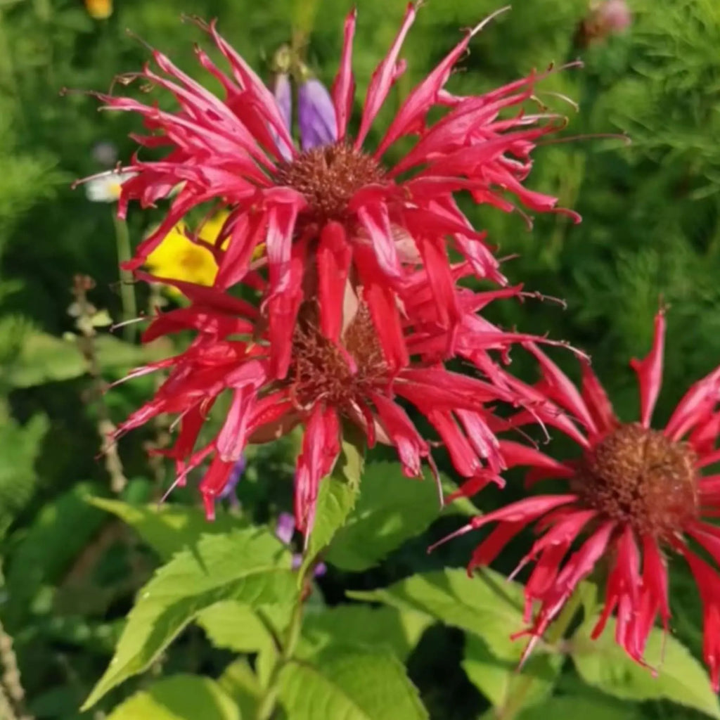 1000 Red Bee Balm Seeds – Heirloom Monarda Didyma for Pollinator Gardens, Borders & Wildflower Meadows