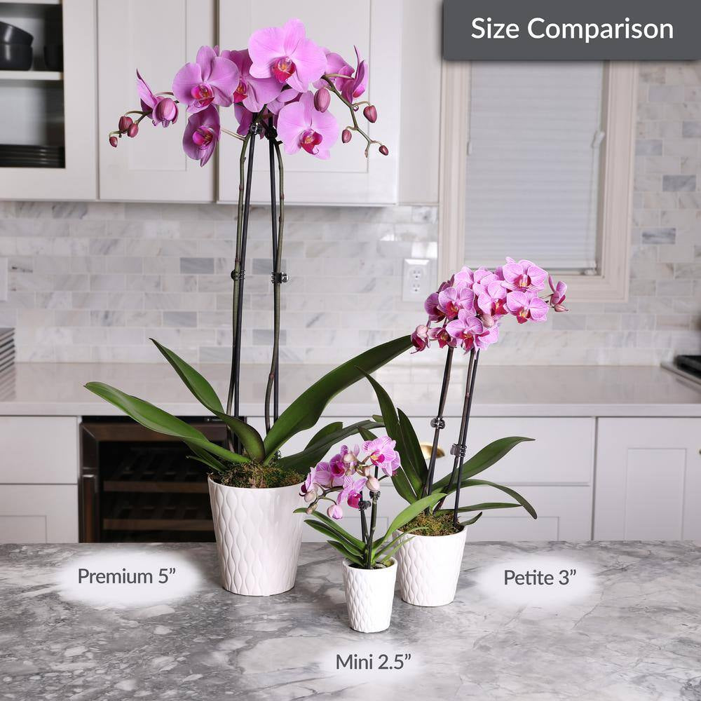 Premium Orchid (Phalaenopsis) Salmon Plant in 5 In. White Ceramic Pottery