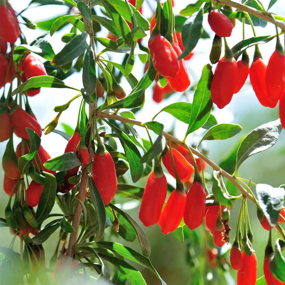 Goji Berry Plant 1 Gal., Growers Pot, Fruit Bearing Shrub