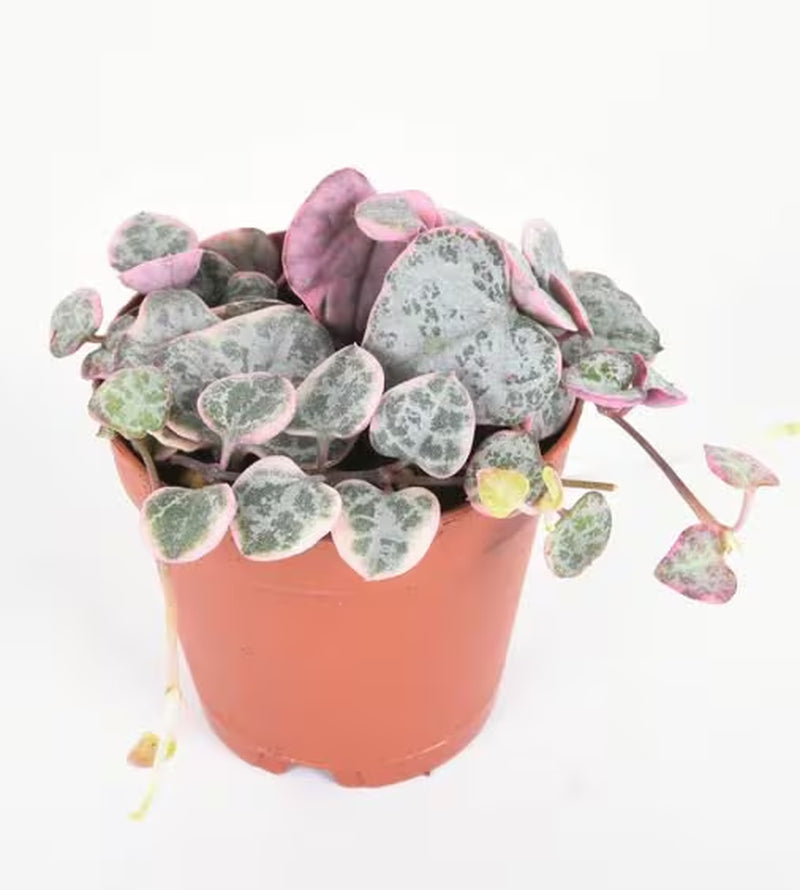 SPECIAL SALE - Rare Pink Variegated String of Hearts Plant Live in Pot Perfect Gift House Plant Ppp Low Light Indoor Plants