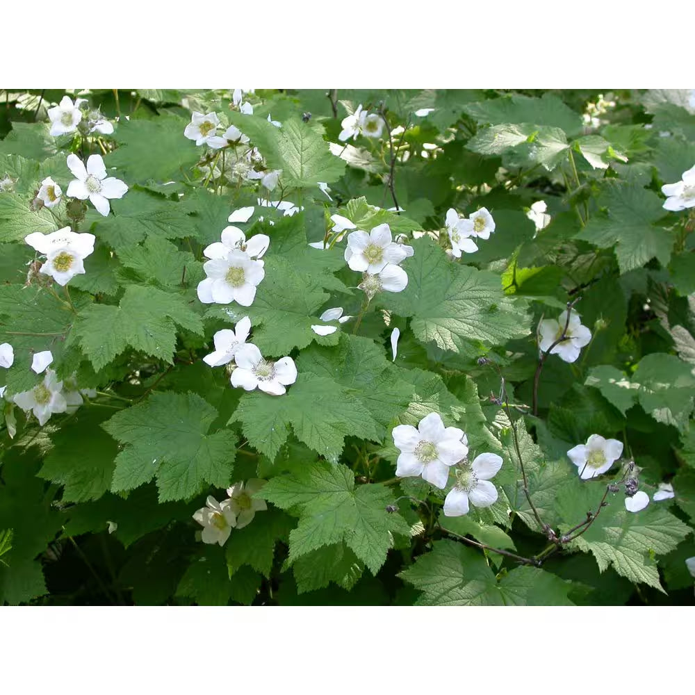 1 Gal. Thimbleberry Native Fruiting Shrub with Clusters of Sweet Red Fruit