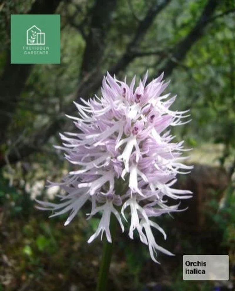 Italian Orchid Flowers 5 Live Plants *Orchis Italica*