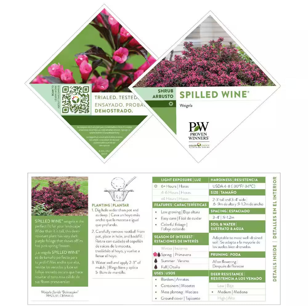 2 Gal. Spilled Wine Weigela Shrub with Bright Pink Flowers and Deep Purple Foliage