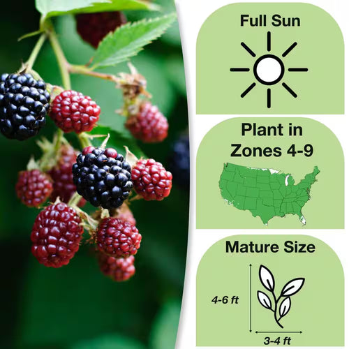1 Gal. Arapaho Blackberry Bush in Grower'S Pot, Large Berries Ripen during Summer