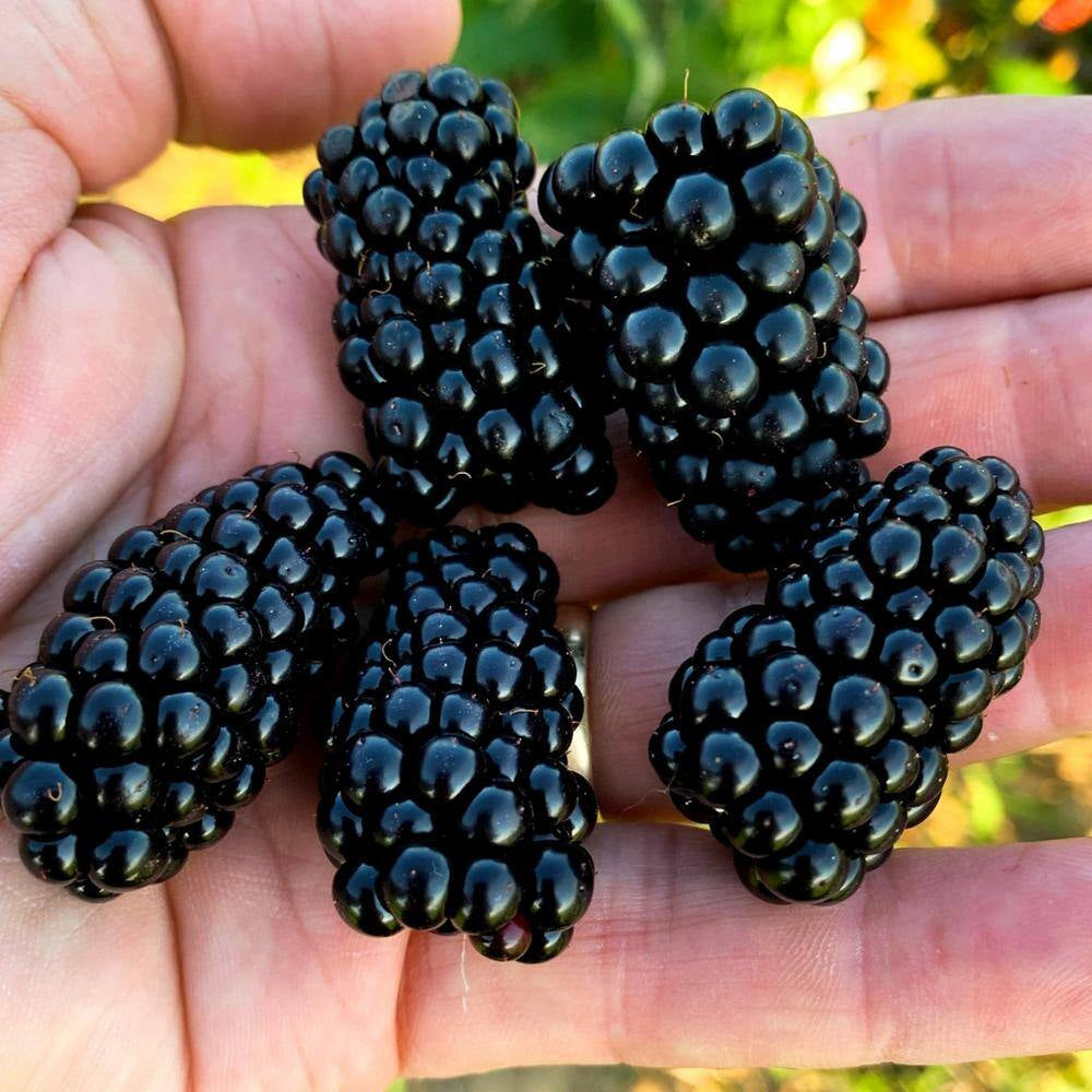 1 Gal. Arapaho Blackberry Bush in Grower'S Pot, Large Berries Ripen during Summer