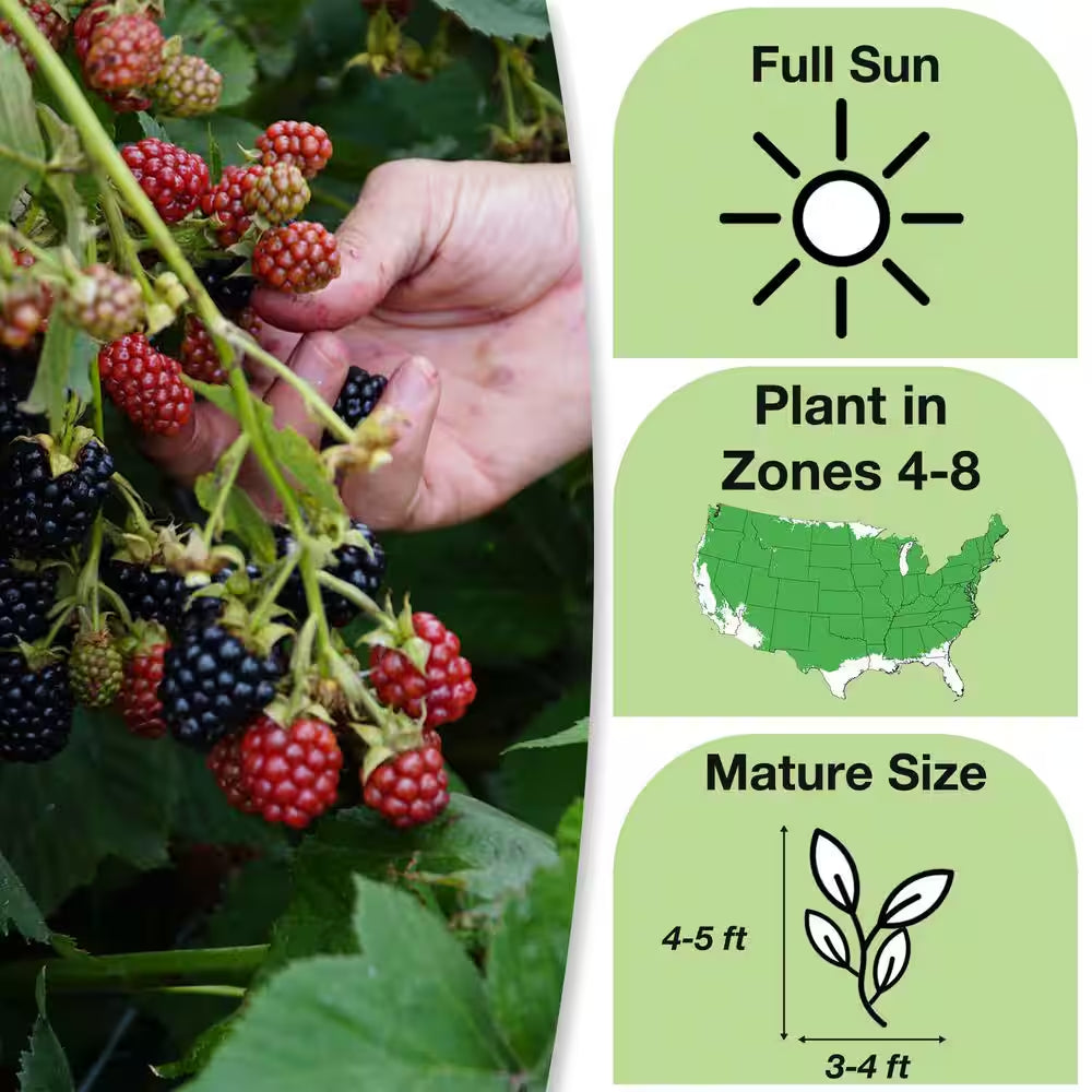Primeark Freedom Blackberry Bush in 1 Gal. Growers Pot, Large Delicious Fruit