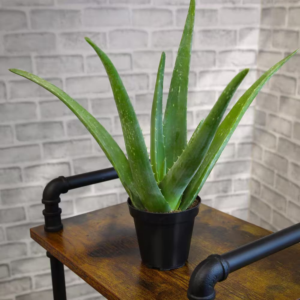 Live Aloe Vera Succulent Plants (3-Pack), 3.5In. Grower Pots, Easy Live Houseplants, Approx 10In. Tall,Indoor Succulents
