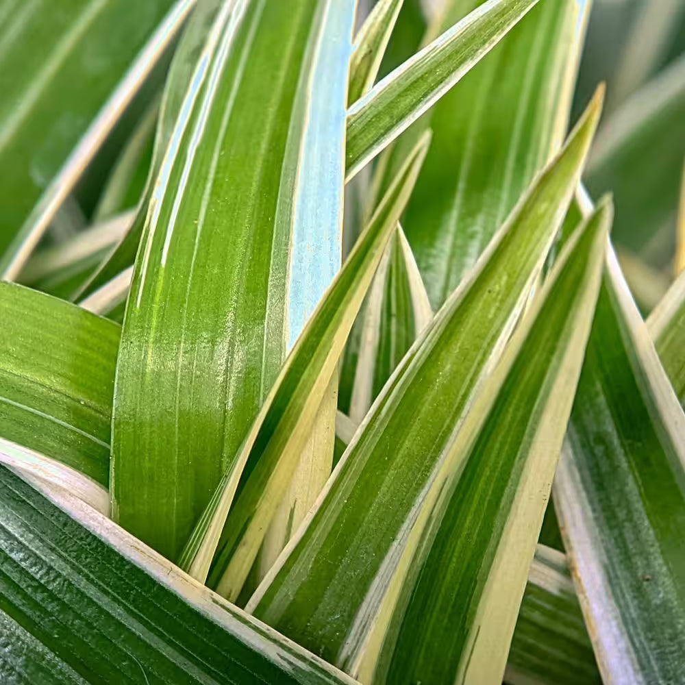 3 Gal. Dianella Flax Lilly Plant