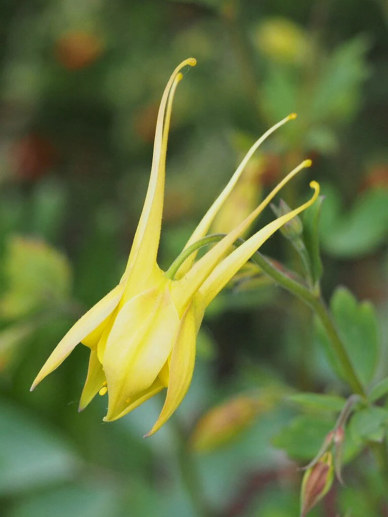 YELLOW STAR COLUMBINE Seeds *Free Shipping!* Fresh & Organic Aquilegia Caerulea Seeds, Yellow Outdoor Flower Seeds Bulk | Columbine Seeds