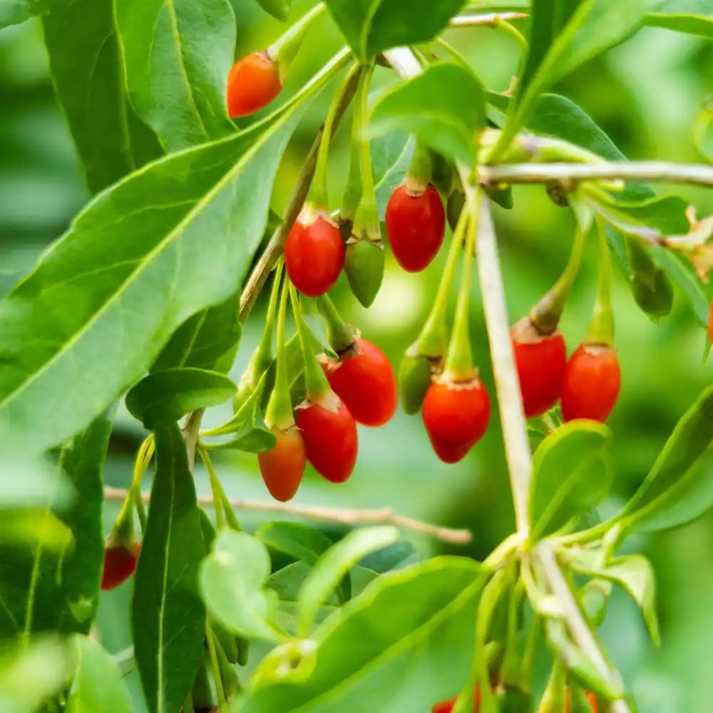Goji Berry Plant 1 Gal., Growers Pot, Fruit Bearing Shrub