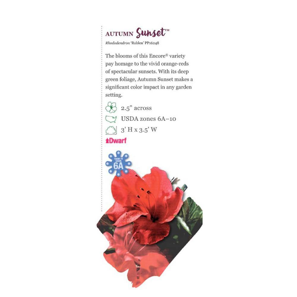 1 Gal. Autumn Sunset Azalea Live Reblooming Shrub with Semi-Double Bright Red Flowers