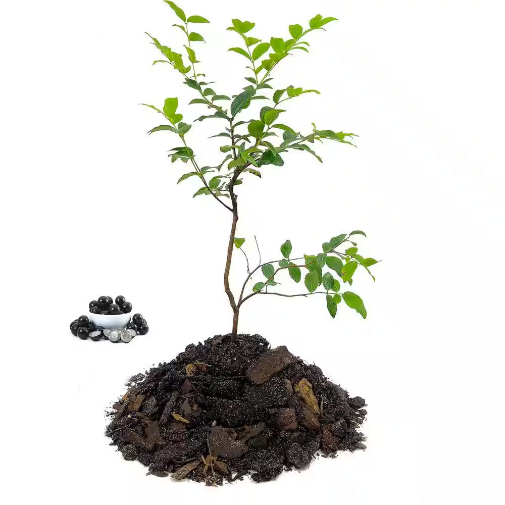 Jaboticaba Tree-Live Plant in a 3 In. Growers Pot-Plinia Cauliflora-Starter Tree-Edible Fruit Trees Florida