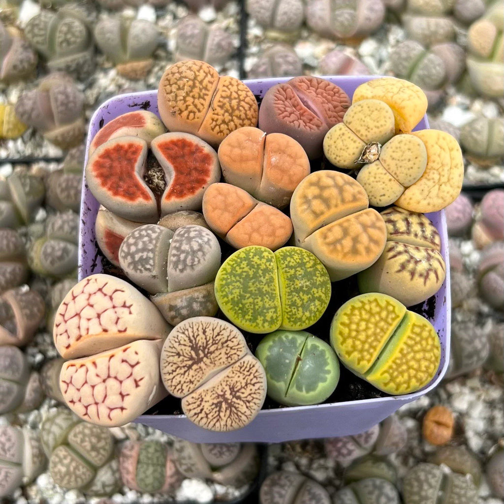 Living Stone Succulents – Lithops 1, 3, or 5 – Real Live Plants