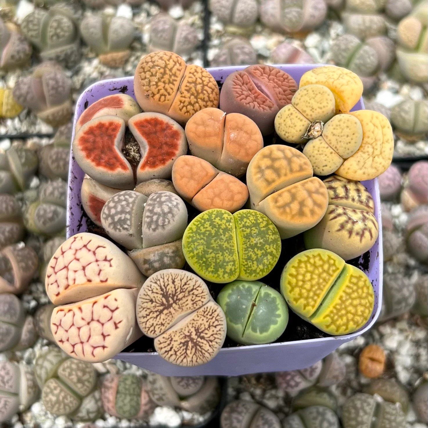 Living Stone Succulents – Lithops 1, 3, or 5 – Real Live Plants
