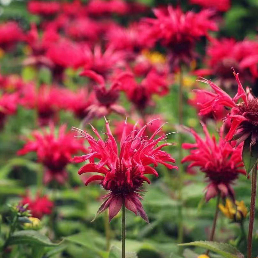 1000 Red Bee Balm Seeds – Heirloom Monarda Didyma for Pollinator Gardens, Borders & Wildflower Meadows