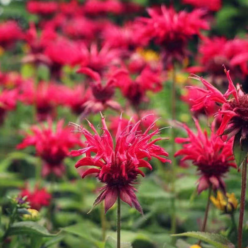 1000 Red Bee Balm Seeds – Heirloom Monarda Didyma for Pollinator Gardens, Borders & Wildflower Meadows