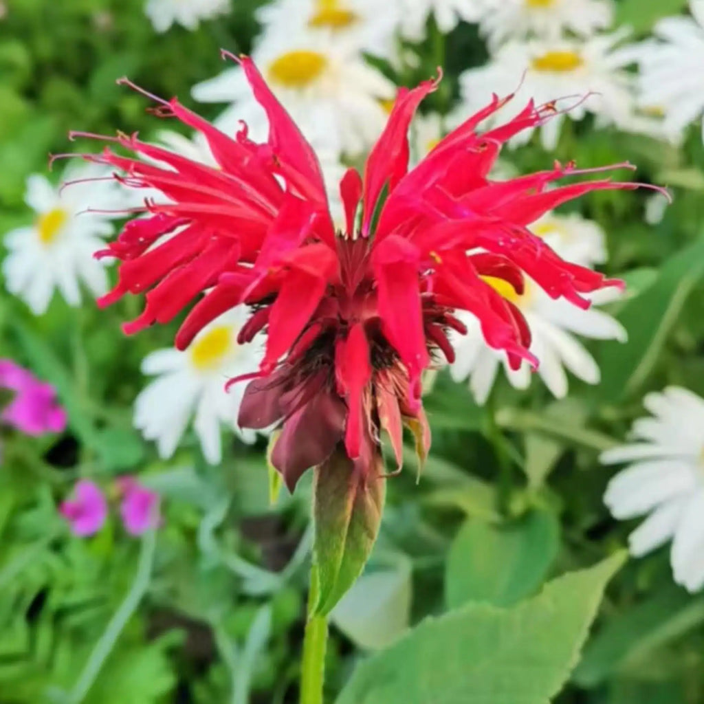 1000 Red Bee Balm Seeds – Heirloom Monarda Didyma for Pollinator Gardens, Borders & Wildflower Meadows