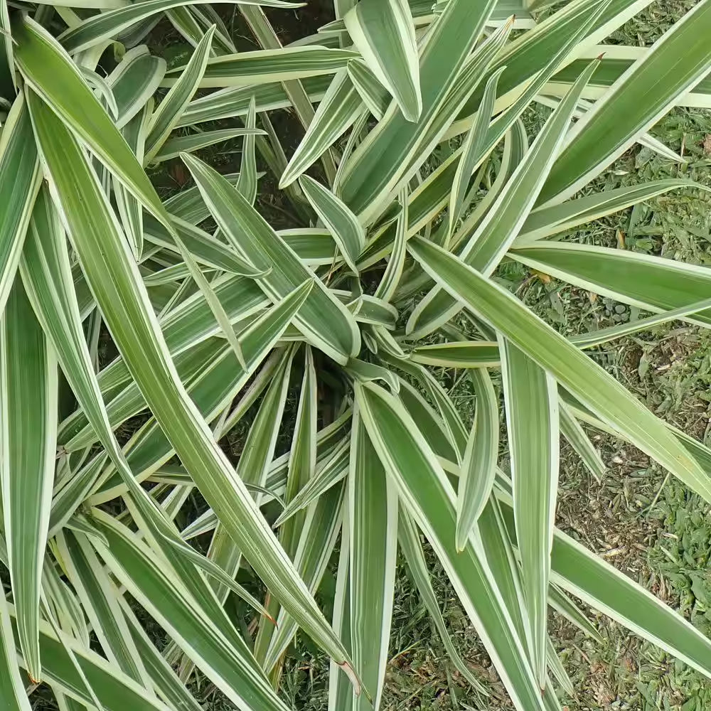 3 Gal. Dianella Flax Lilly Plant