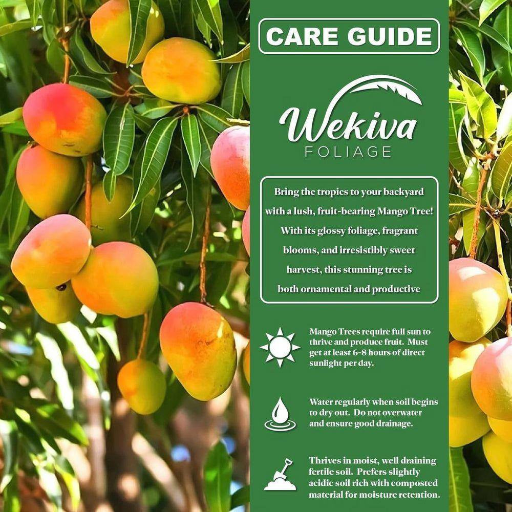 Alphonso Mango Tree-Live Fruit Trees in 10 In. Pots-Mangifera Indica-Tropical Edible Fruit Bearing Tree