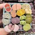 Living Stone Succulents – Lithops 1, 3, or 5 – Real Live Plants