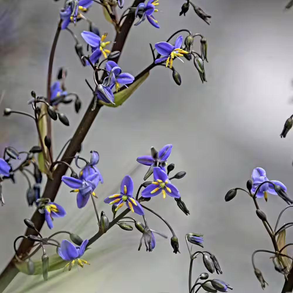 3 Gal. Dianella Flax Lilly Plant