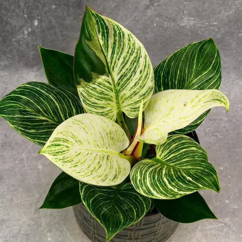 Birkin Philodendron-White Measure-4 Live Plants in 2 In. Pots-Philodendron Hybrid-Houseplant