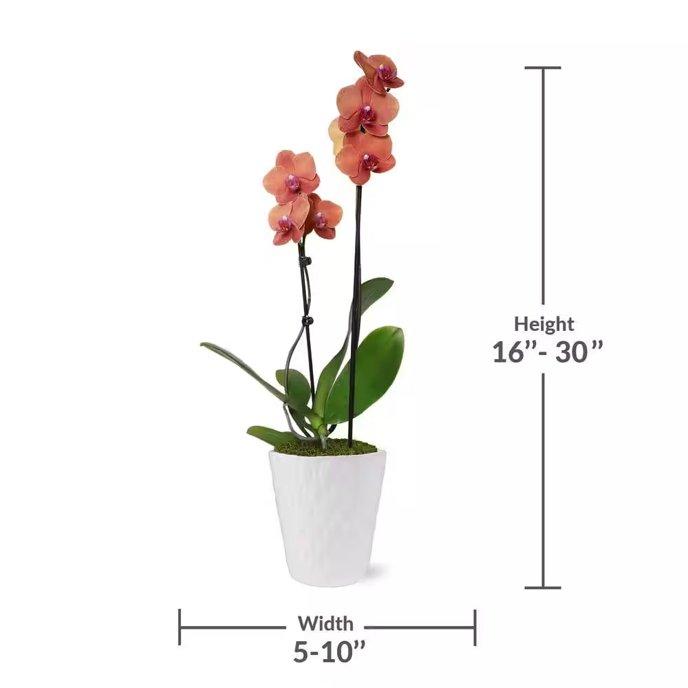 Premium Orchid (Phalaenopsis) Salmon Plant in 5 In. White Ceramic Pottery
