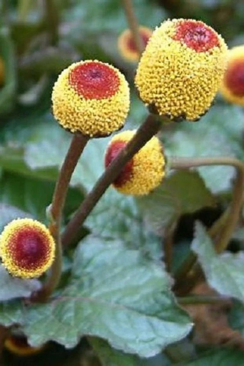 Toothache Plant (Spilanthes Acmella)- 25 Seeds - Medicinal Herb