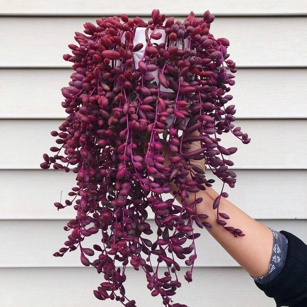 Ruby Necklace Succulent – Colorful Hanging Plant Gift, Easy-Care Trailing Succulent for Home or Office