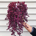 Ruby Necklace Succulent – Colorful Hanging Plant Gift, Easy-Care Trailing Succulent for Home or Office