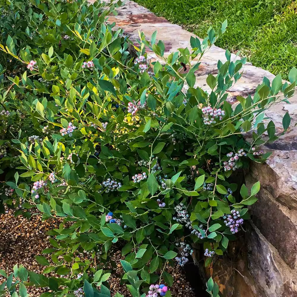 2 Gal. Hello Darlin Blueberry Plant - Live Fruit-Bearing Berry Bush