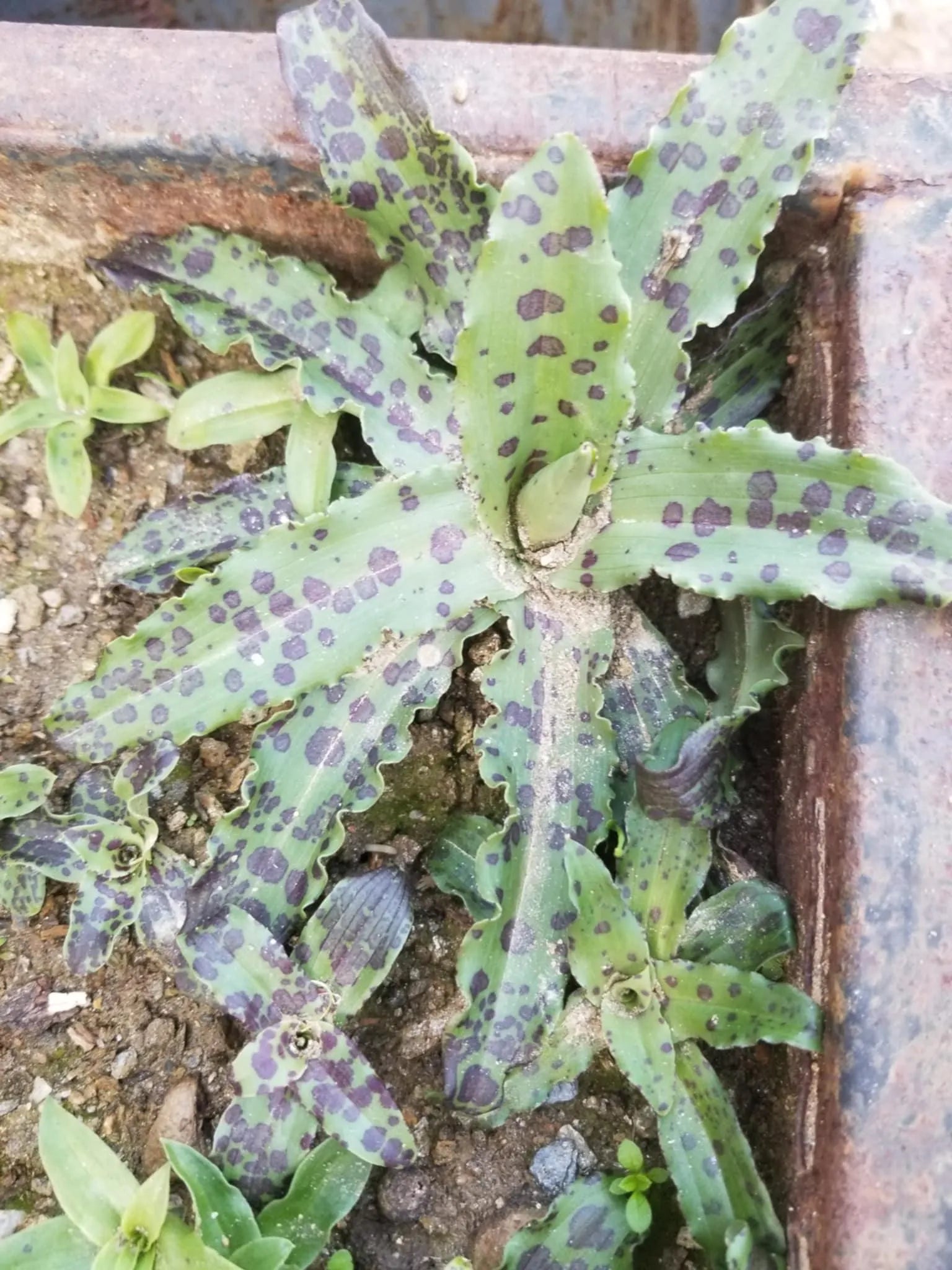 Italian Orchid Flowers 5 Live Plants *Orchis Italica*