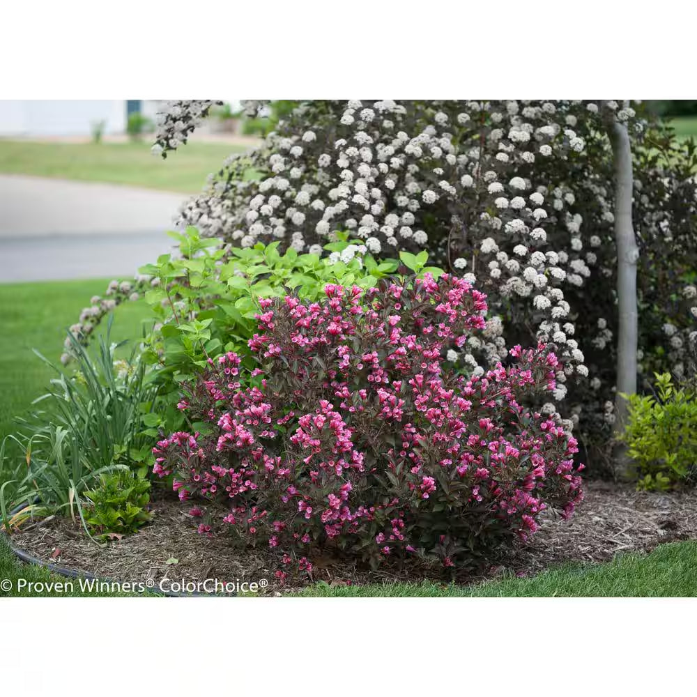 1 Gal. Wine and Roses Reblooming Weigela (Florida) Live Shrub, Pink Flowers and Dark Purple Foliage