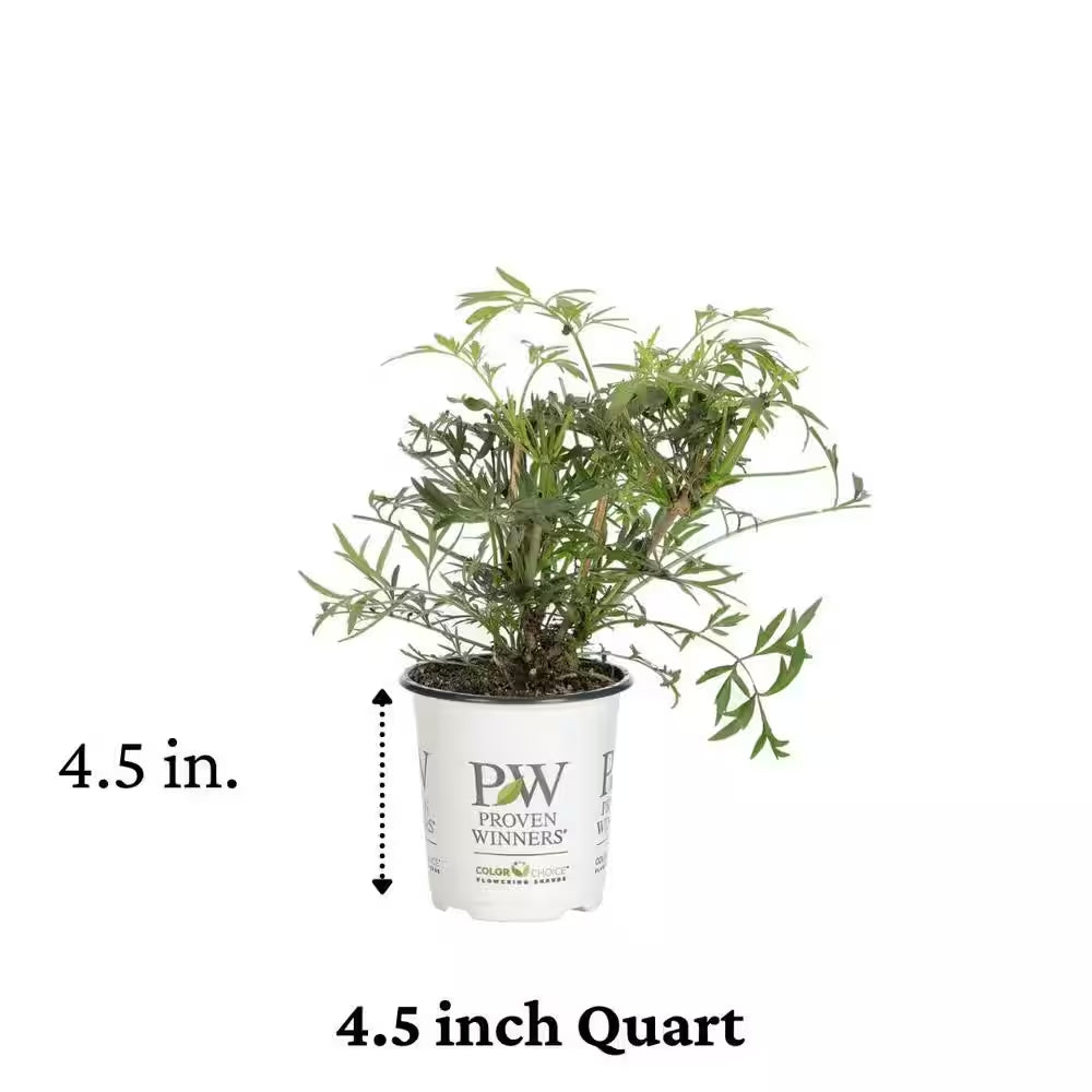 4.5 In. Qt. Black Lace Elderberry (Sambucus) Live Shrub, Pink Flowers