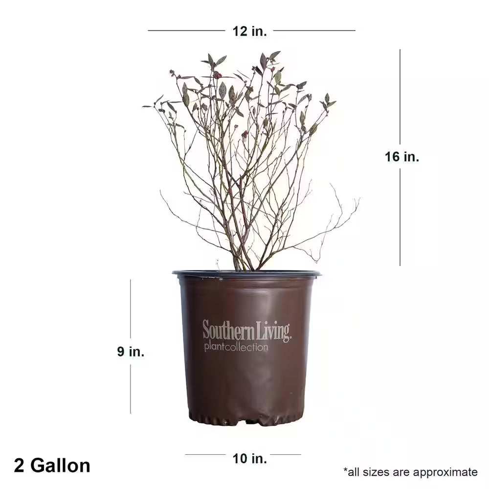 2 Gal. Hello Darlin Blueberry Plant - Live Fruit-Bearing Berry Bush