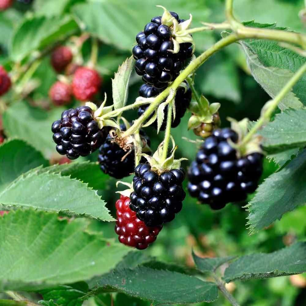 Chester Blackberry in 1 Gal. Growers Pot, Blackberry Shrub