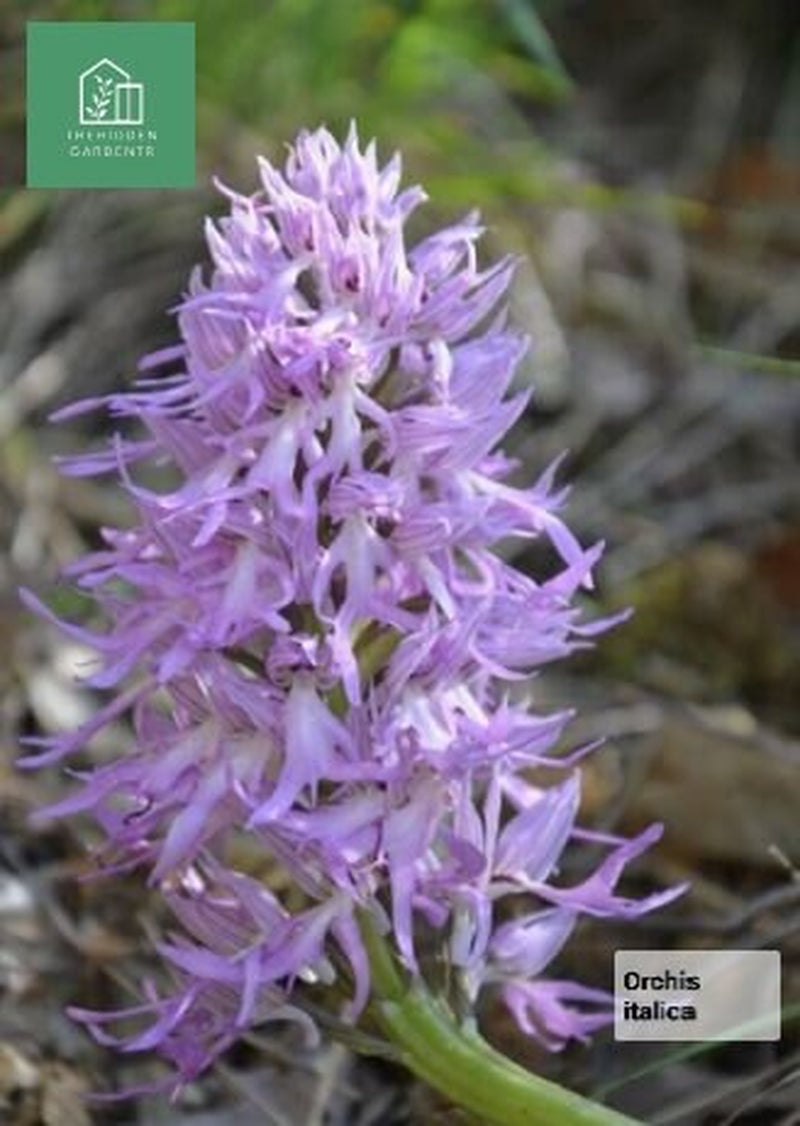 Italian Orchid Flowers 5 Live Plants *Orchis Italica*