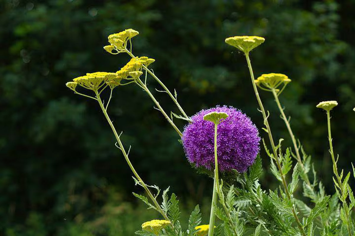 Bulk Golden Yellow Yarrow Seeds, Medicinal Native Plants, Achillea Filipendulina AC011C