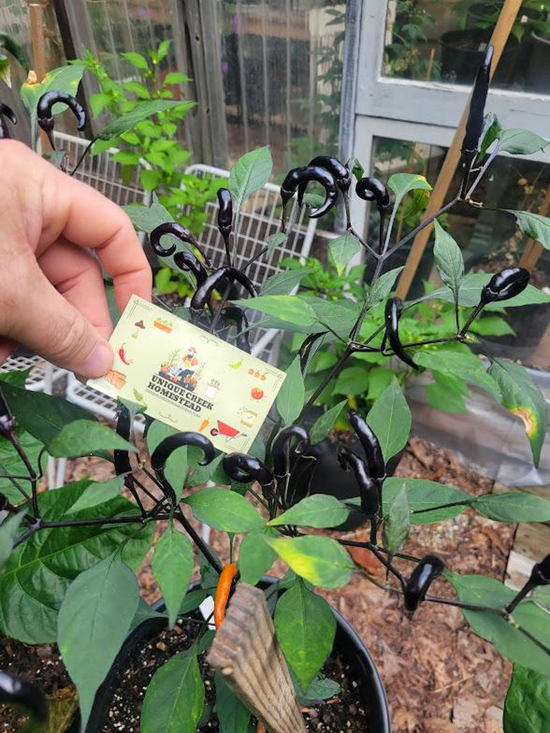 RARE Thai HALLOWEEN Chili Pepper Seeds Zombie Fingers Reaching Upwards 100,000+ Scoville Unique Creek Homestead Rare Exotic Chili Peppers