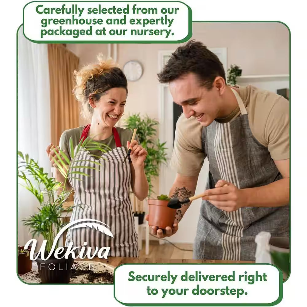 Arctic Blue Rose Bush-Live Starter Plant in a 2 Inch Pot-Beautifully Fragrant Rose from Florida