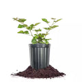Chester Blackberry in 1 Gal. Growers Pot, Blackberry Shrub