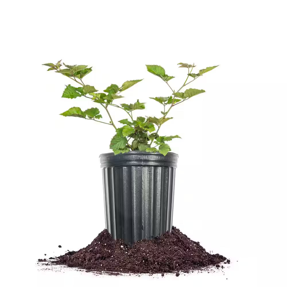 Chester Blackberry in 1 Gal. Growers Pot, Blackberry Shrub