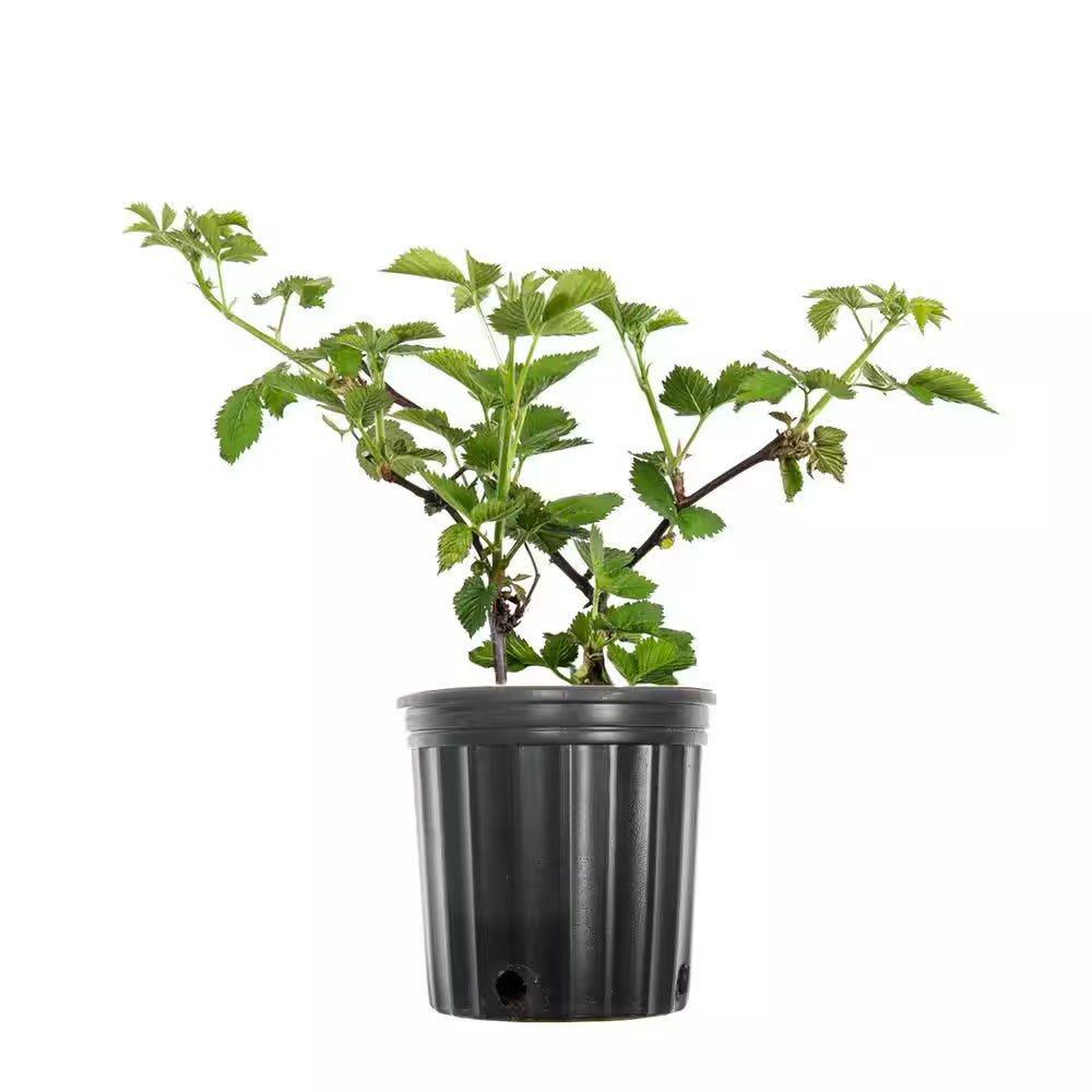 1 Gal. Arapaho Blackberry Bush in Grower'S Pot, Large Berries Ripen during Summer
